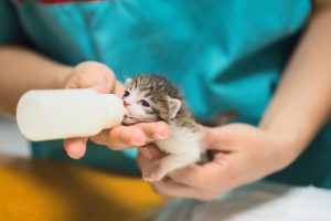 bottle feeding a foster kitten