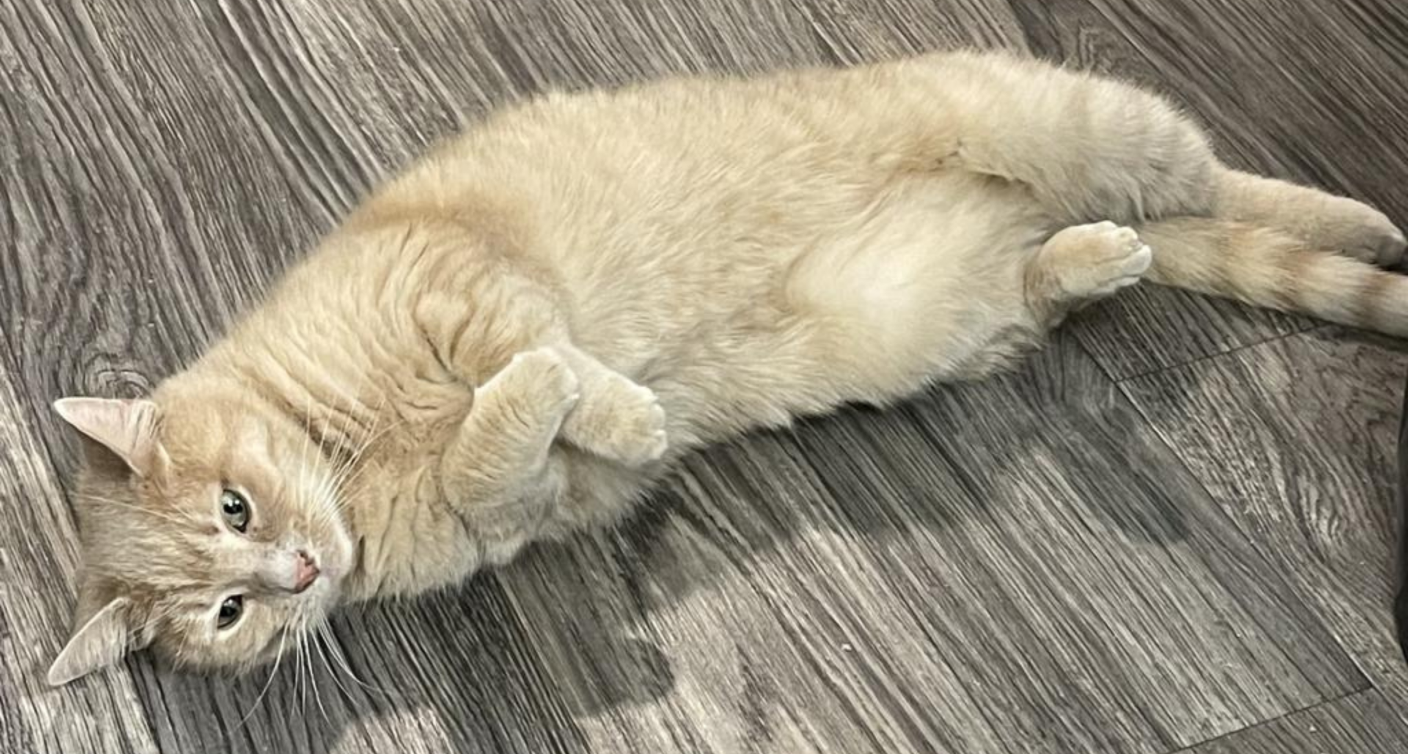 June is Adopt a Cat Month! 5 Reasons to Adopt an Adult Cat Humane