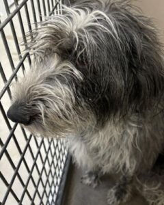 Large dog grey and shaggy
