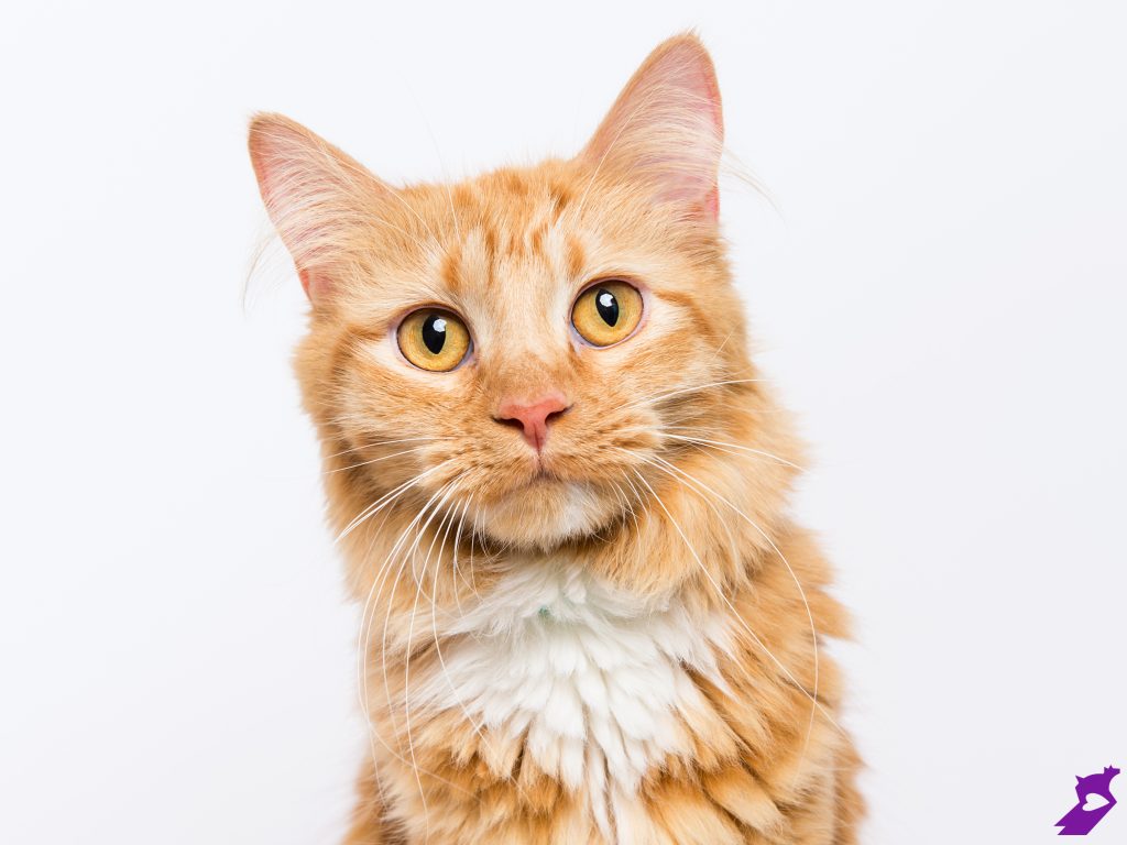 resource center veterinarian - a ginger-colored tabby with bright amber eyes looks sweetly at camera