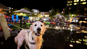 golden colored dog stands in fountain with downtown city lights behind them.