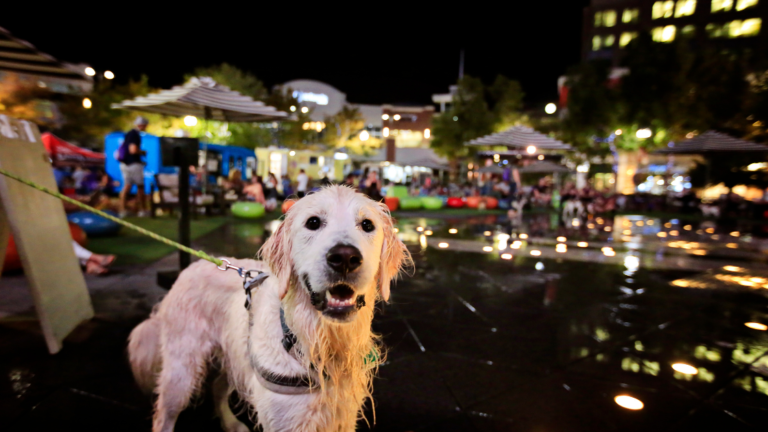 golden colored dog stands in fountain with downtown city lights behind them.