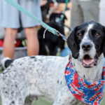 Black and white pointer dog