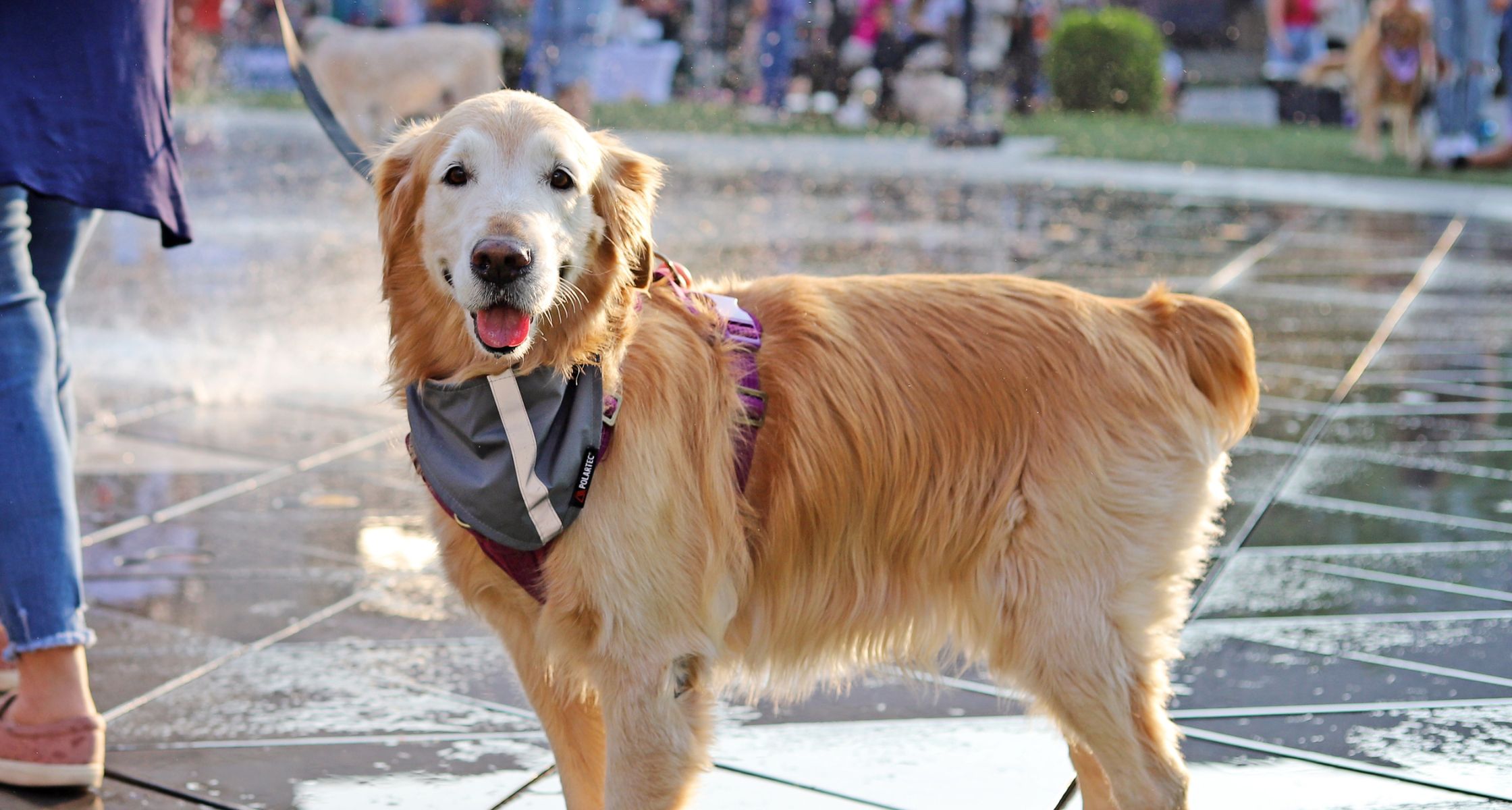 Golden retriever in the splash pad