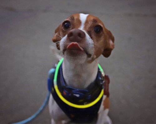 Brown and white dog at Bark at the Moon glow-walk