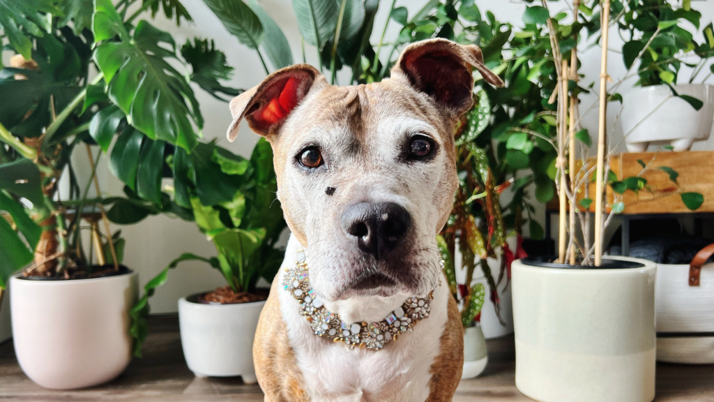 Senior fospice dog Bea with a white face and jeweled collar sits in living room with plants behind her. 