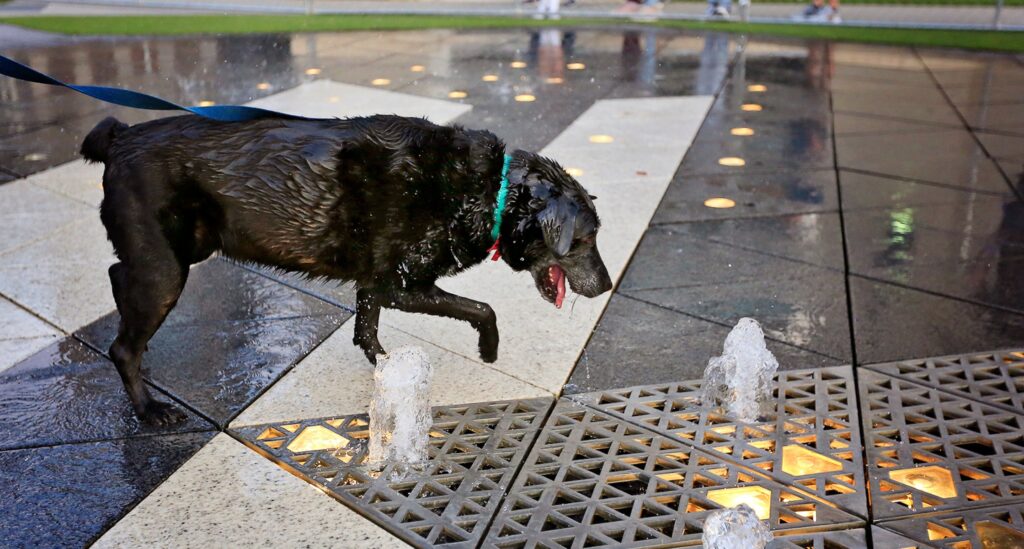 Black dog plays in fountain at Bark at the Moon event. 