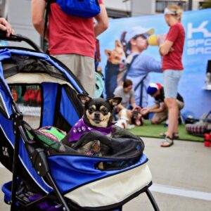 Small black dog rides in stroller at friendly event.