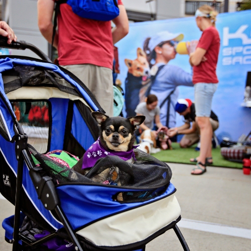 Small black dog rides in stroller at friendly event. 