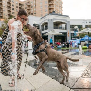 Silver lab jumps in water fountain at Bark at the Moon event.