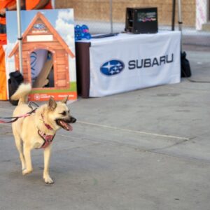 Tan dogs visits Subaru Booth at Bark at the Moon event.