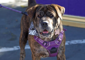 mastiff attendee of barktober fest