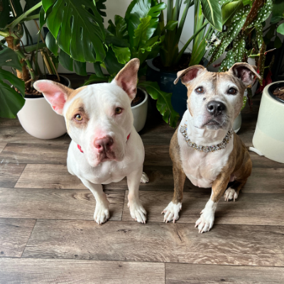 Fospice dog Bea sits next to another bully breed dog in her foster home. 