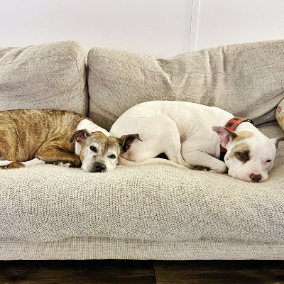 Fospice dog Bea sleeps on couch in foster home next to another bully breed dog. 