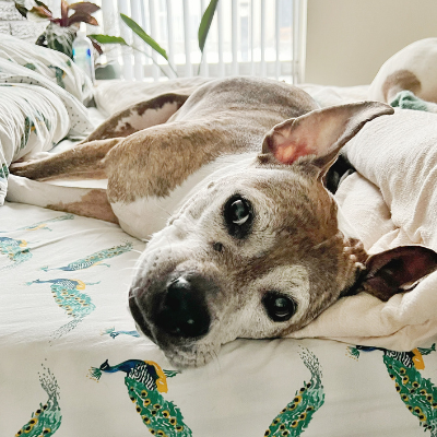 Bea lays on bed with her head on a pillow in foster home. 