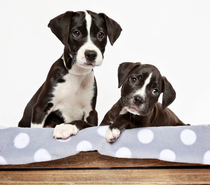 The Guide to Understanding Your New Puppy