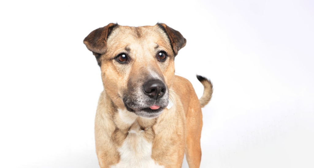 big tan dog Billie Bean poses in studio against white backdrop.