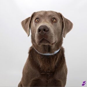 Bid dog Hunter the silver lab poses in the studio against a white backdrop.