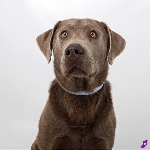 Bid dog Hunter the silver lab poses in the studio against a white backdrop. 