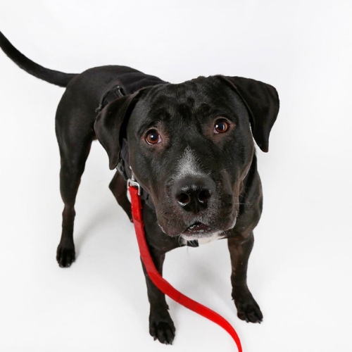 Big black dog Hunter poses in the studio against a white backdrop. 