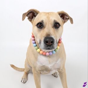 Nessie the tan dog poses against a white backdrop wearing pastel beaded collar.