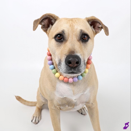 Nessie the tan dog poses against a white backdrop wearing pastel beaded collar. 