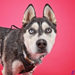 Oscar the Husky poses against the barbie pink backdrop.