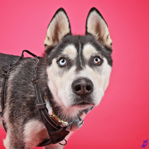 Oscar the Husky poses against the barbie pink backdrop. 