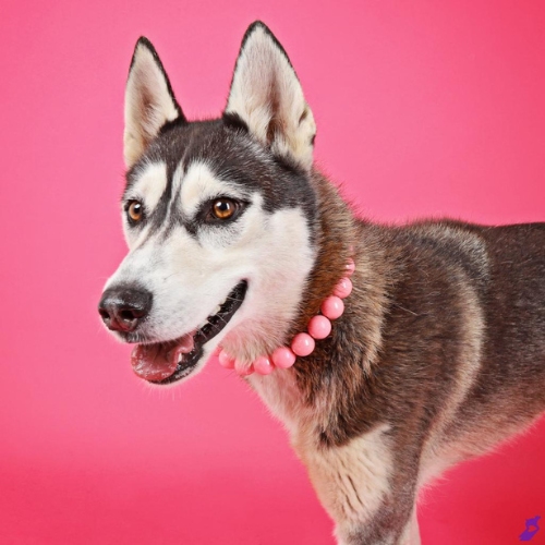 Bella the Husky poses in the studio wearing a pink pearl collar against a barbie pink backdrop. 