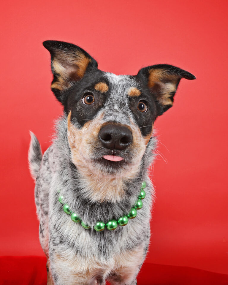 blue heeler on a red background with a green pearl necklace