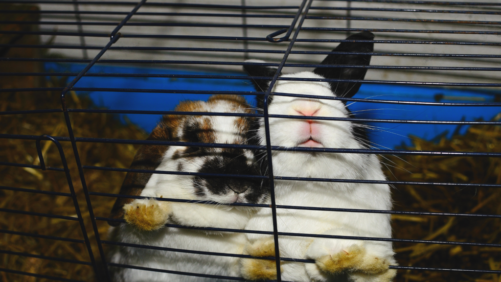 Two rabbits sit in a small wire cage.