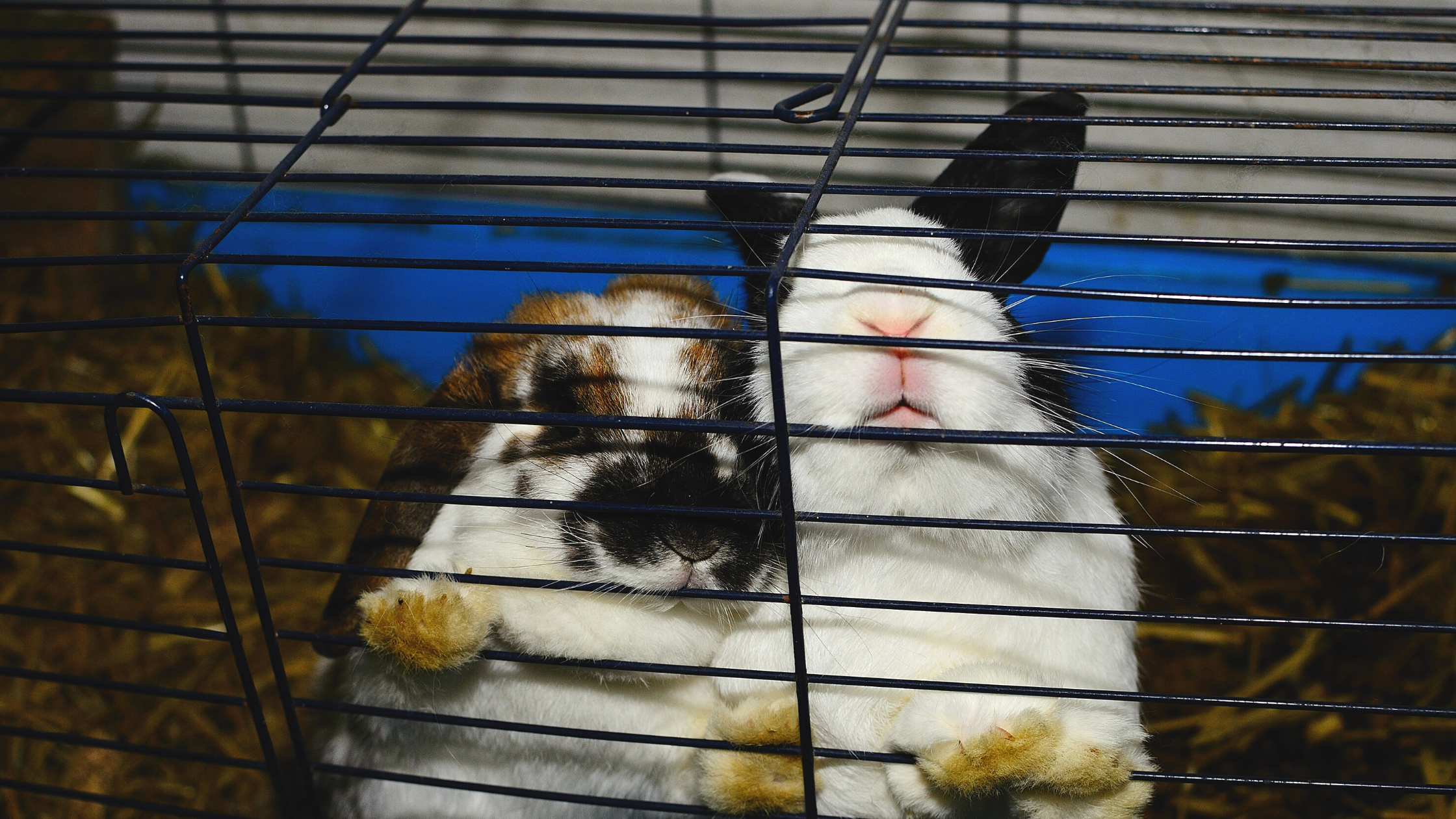 Rabbit Hoarding Increases In 2022