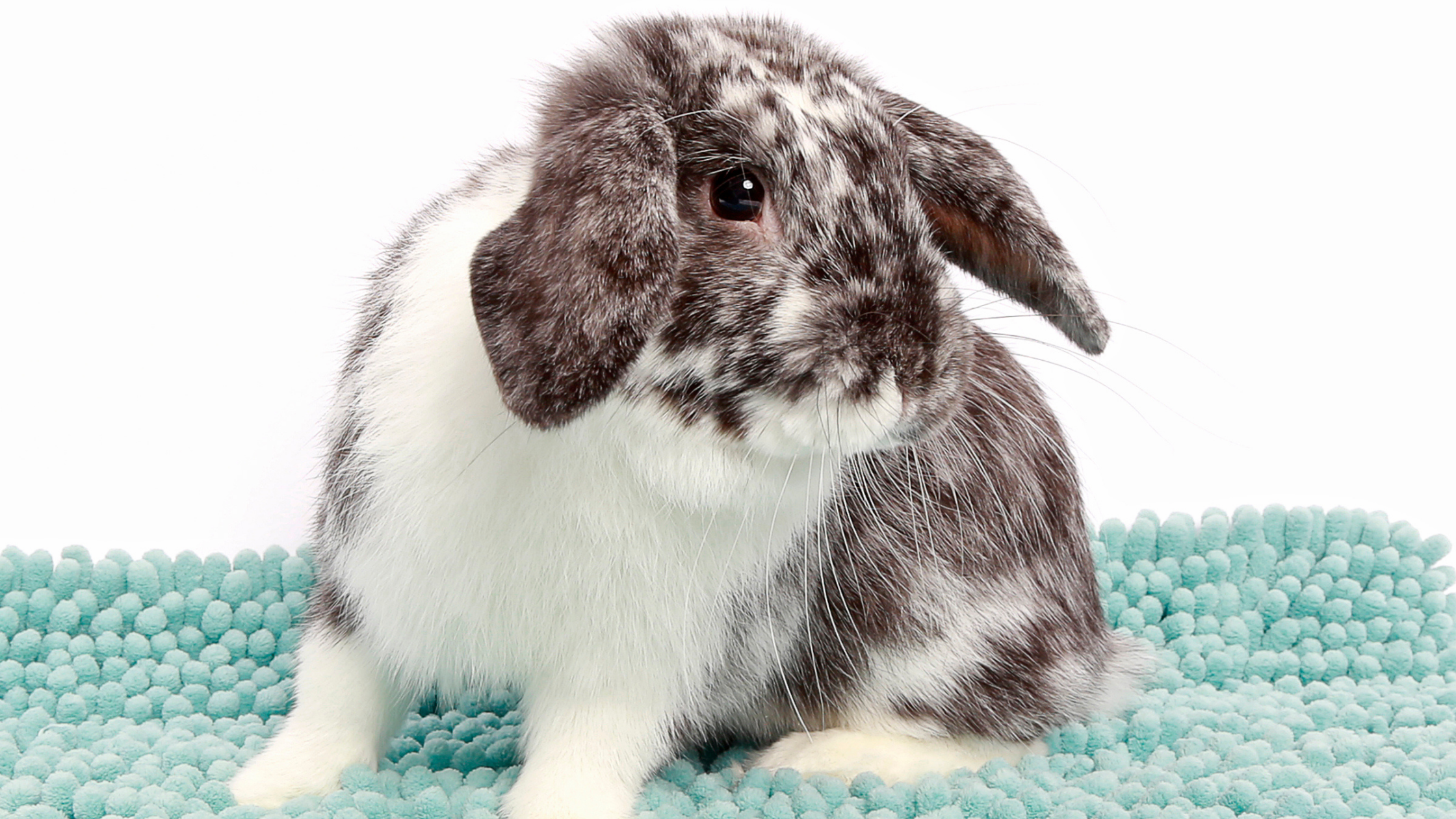Do bunnies make great pets? You bet!