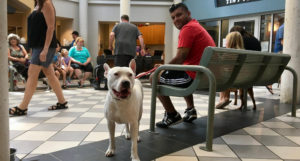 White dogs sits in a crowded HSU Adoption Lobby with a man in a red shirt during clear the shelter event.
