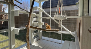 Orange cat in an outdoor catio