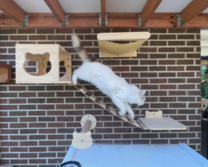 Cat jumping from a perch