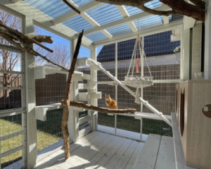 Orange Cat in a Catio