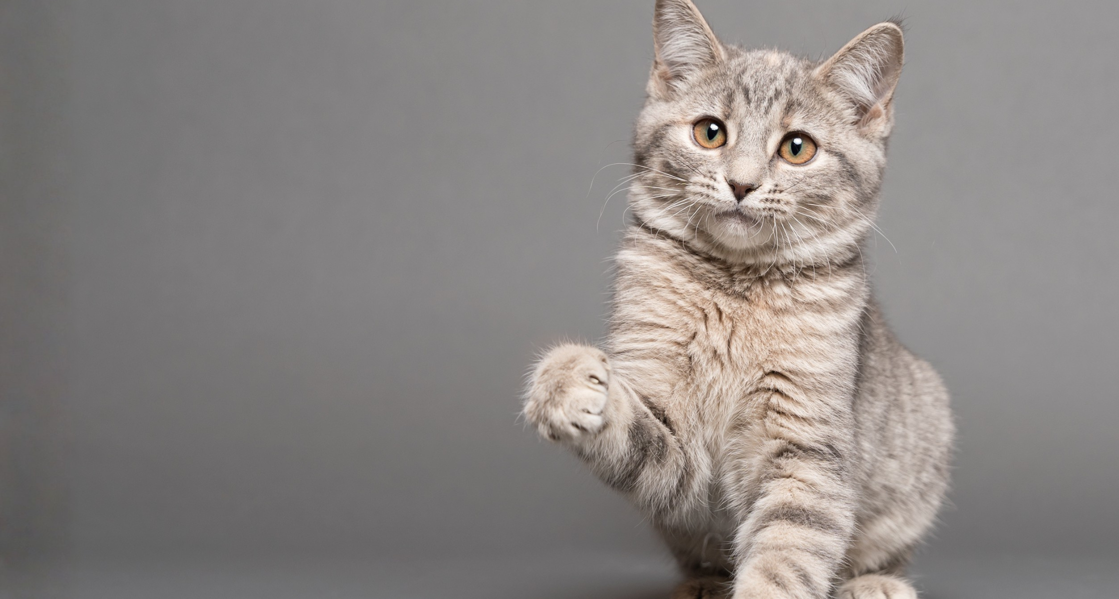 Urinary Tract Issues in Cats: Signs & Prevention 