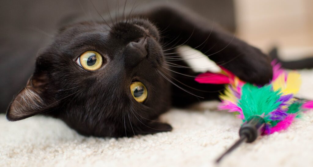 Black cat lays with head upside down while playing with feather wand toy during enrichment session. 