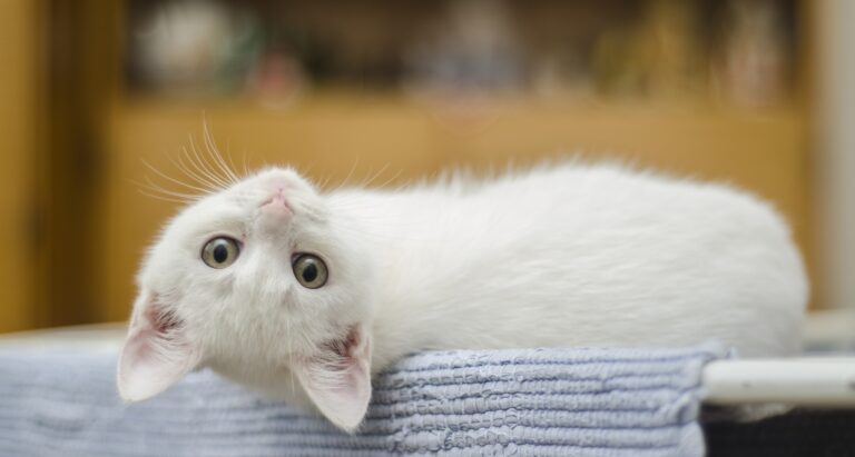 White kitten lays on table looking over shoulder at camera for adopt a cat month.