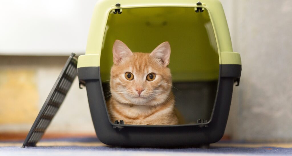 Traveling with Cats, orange tabby cat sits in a carrier with the door open. 