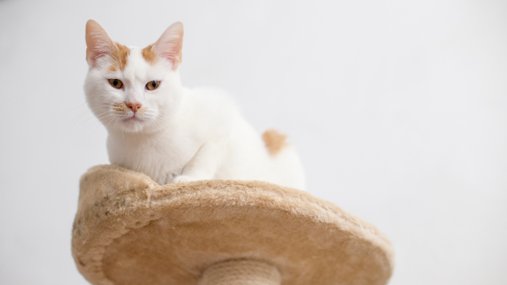 What cat with orange ears sit on cat tree.