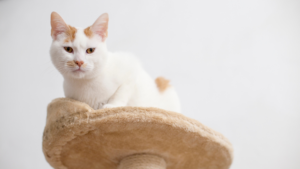 White cat with orange ears sits on cat tree shelf.