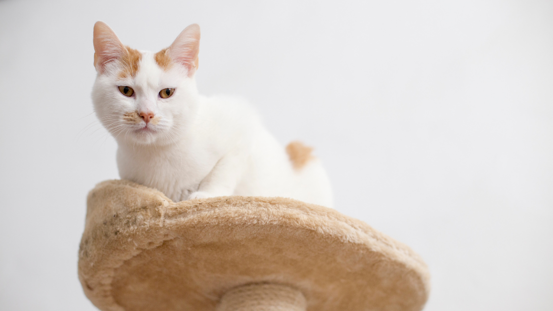 June is Adopt a Cat Month! Here’s Why Cats Make Purr-fect Pets