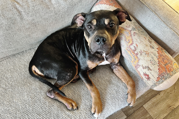 Leo's story: A black and tan bully breed dog lays on couch 
