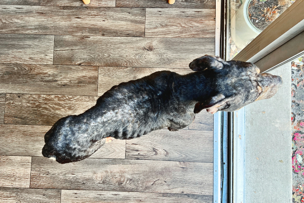 Leo's story: a severely malnourished black and tan dog stands looking out patio door. The dog is missing much fur and all ribs can be seen. 