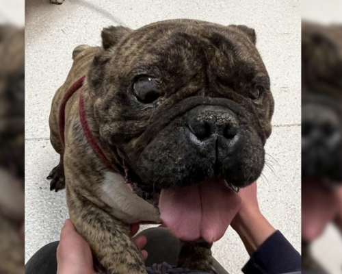 Bernie a brindle bulldog mix gets an eye exam at HSU. 