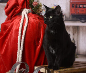 black cat with santa's bag of gifts on a sleigh