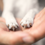Hand holding small dog paws