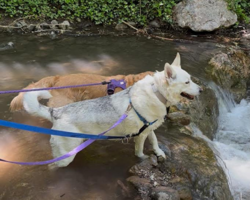 Foster dog Aspen enjoys an outing in the mountains with her foster brother. 